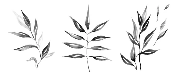一组手绘黑色叶型轮廓 水彩设计元素与油墨和刷子 有长叶的橄榄枝 手绘树叶 在白色上隔离的客户端 — 图库照片