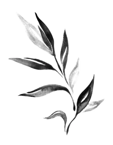 Рисунок Ветки Листьев Вручную Изолированном Фоне — стоковое фото