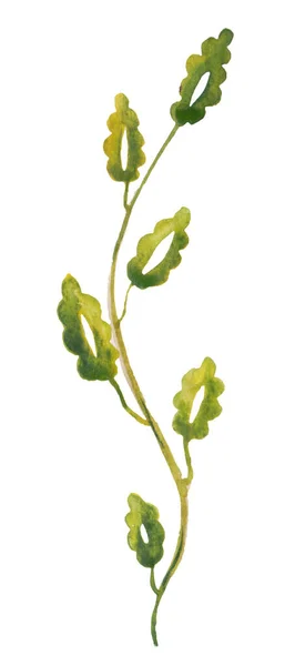 Κομψό Λεπτό Κλαδί Φυτών Πράσινα Σγουρά Φύλλα Φύλλα Και Κλαδιά — Φωτογραφία Αρχείου