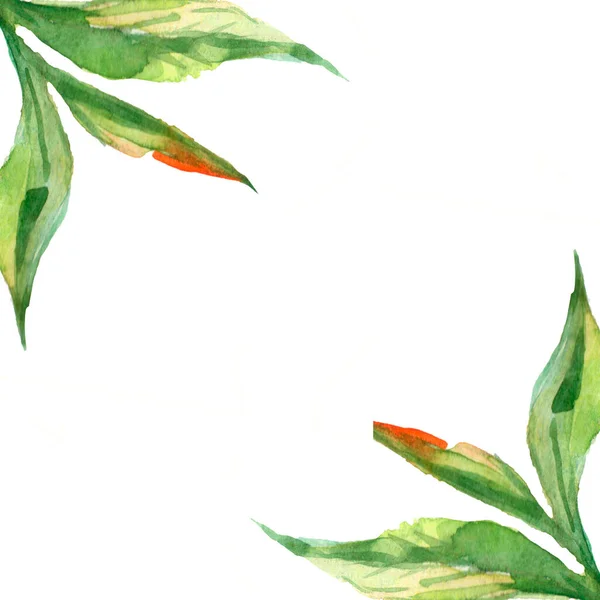 Gyógynövény Minimalista Keret Kézzel Festett Növények Ágak Levelek Fehér Háttérrel — Stock Fotó