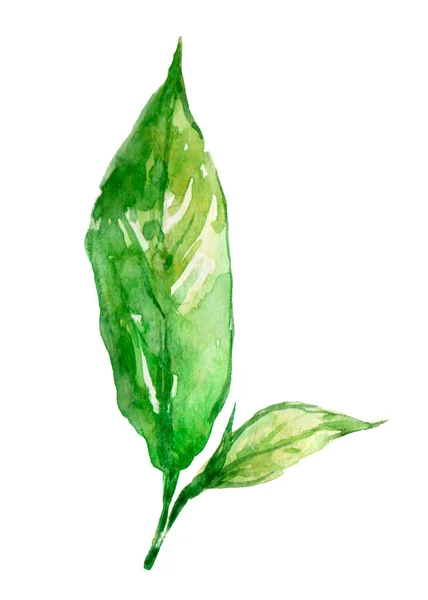 Due Foglie Verdi Isolate Illustrazione Bianca Disegnata Mano Imballaggi Alimentari — Foto Stock