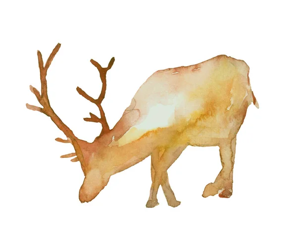 Akvarell Illustration Hjort Isolerad Ritning För Hand Ett Skogsdjur — Stockfoto