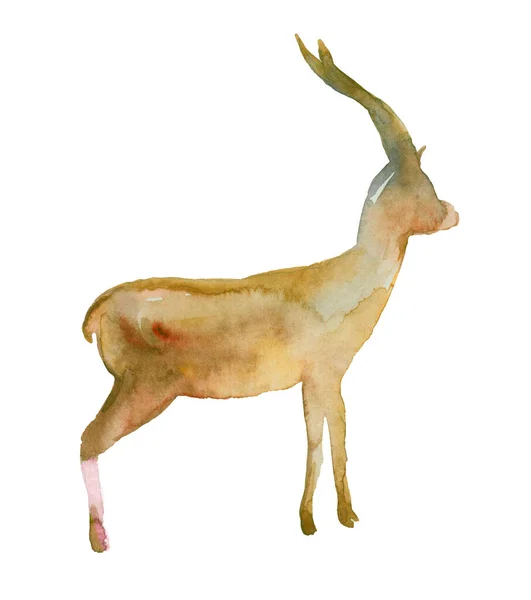 Illustration Aquarelle Antilope Africaine Sur Blanc — Photo