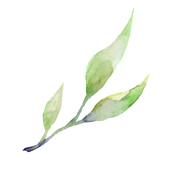 Πράσινο Κλαδί Πράσινα Κλαδιά Ακουαρέλας Πράσινο Φυτό Ακουαρέλα Ζωγραφισμένα Στο — Φωτογραφία Αρχείου
