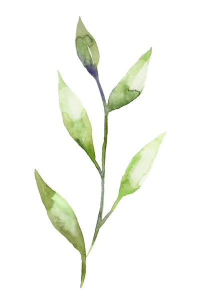 Suluboya Yeşil Yapraklar Beyaz Arka Planda Soyutlanmış Dallar Kağıt Üzerinde — Stok fotoğraf