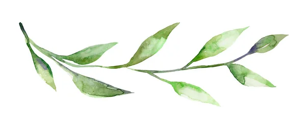 Εικονογράφηση Ακουαρέλας Πράσινο Κλαδί Φυτού Απομόνωση Λευκό Φόντο — Φωτογραφία Αρχείου