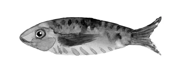 Watercolor Single Roach Fish Animal Isolated White Background Illustration — Stock Photo, Image