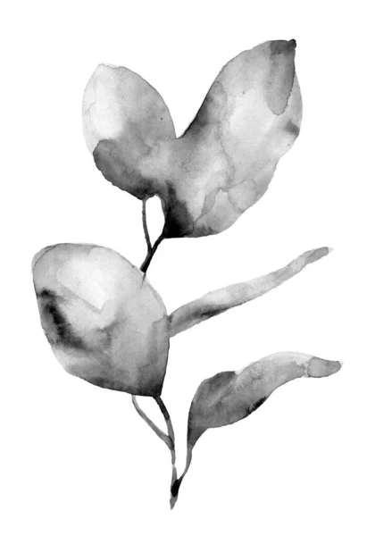 黒と白のユーカリのシネリアの枝 丸い葉を持つオーストラリアの木 植物画 白を基調とした水彩画 — ストック写真