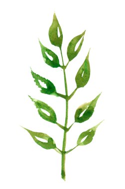 Yeşil yapraklar, bitkiler ve dallar. Çiçek tasarım elementi. Düğün davetiyeleri, tebrik kartları, bloglar, posterler ve daha fazlası için mükemmel.