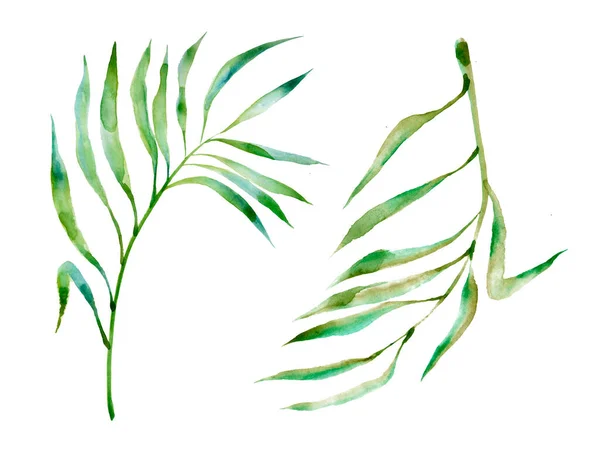Uppsättning Tropiska Blad Djungel Botaniska Akvarell Illustrationer Blommiga Element Palmblad — Stockfoto