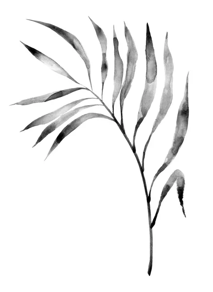 Zwart Palmblad Silhouet Ralistisch Botanisch Clipart Bladschaduw — Stockfoto