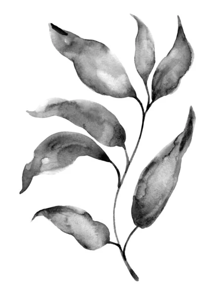Watercolor Black Foliage White Background — Stock Photo, Image