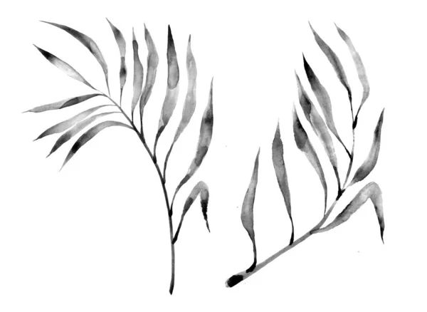 Areca Παλάμη Σκίτσο Χέρι Drawing Plam Ακουαρέλα Φύλλο Που Λευκό — Φωτογραφία Αρχείου