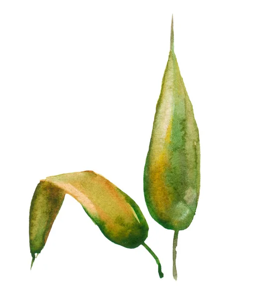 Χέρι Ζωγραφισμένο Χαριτωμένο Ακουαρέλα Πράσινα Μακριά Φύλλα Δύο Φύλλα Ένα — Φωτογραφία Αρχείου