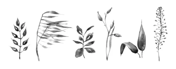 Monocrom Negru Alb Frunze Flori Set Imagine Digitală Desenată Manual — Fotografie, imagine de stoc