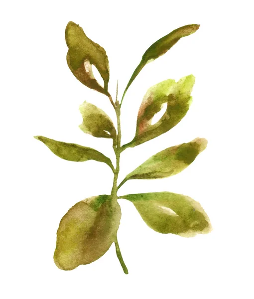 Elément Naturel Feuilles Branches Herbes Dessinées Main Aquarelle Illustration Isolée — Photo