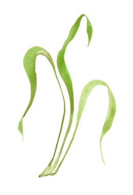 Uzun, yeşil çimenler. Suluboya çizimi.