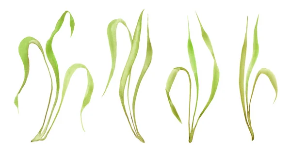 Ручной Рисунок Акварели Набор Травы Изолированы Белом Фоне Скетч Трава — стоковое фото