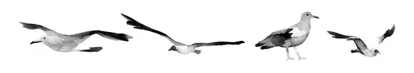 Repülő Madarak Akvarell Sziluettje Sirályok Fehér Alapon Inspiráló Fogalom Tengeri — Stock Fotó