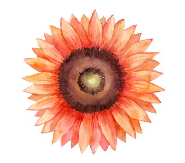 Kırmızı çiçek merkezi büyüklüğünde. Kırmızı mürekkep ve suluboya boyalarla çizilmiş parlak arka plan eli. Renk sıçramaları ve sıçramalar soyut çiçek bezi dokusu oluşturur.