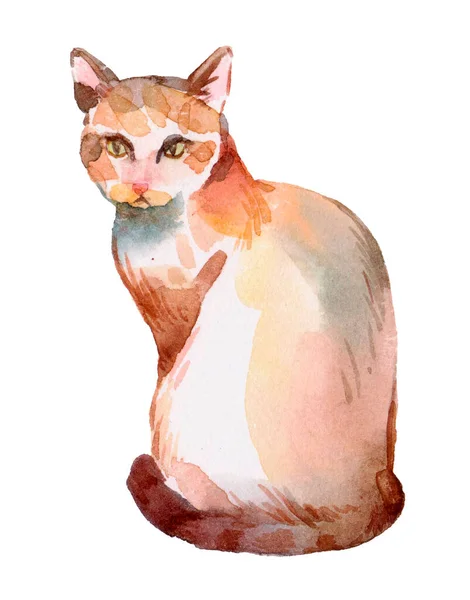 Cute British Kitten Blue Eyes Isolated White Background Watercolor Illustration — Stock Photo, Image