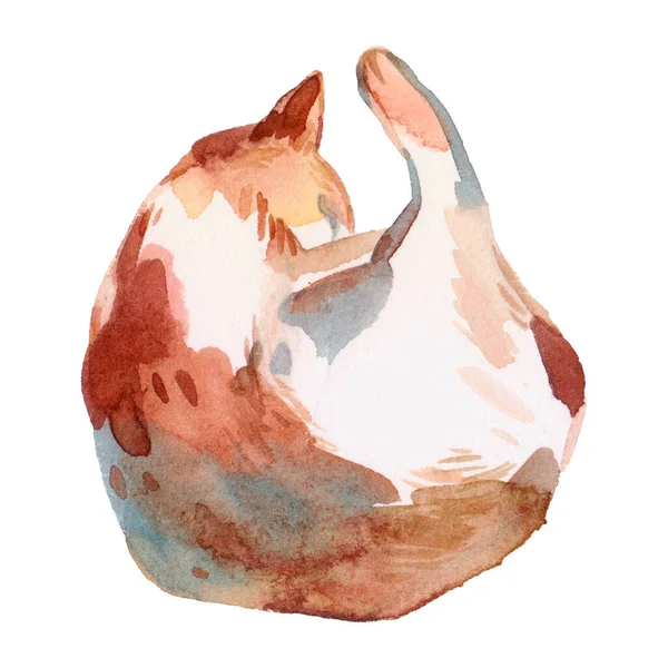 赤い国内猫 猫の背景 水彩手描きイラスト — ストック写真