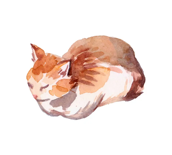Cute Kitten Red Cat Isolated White Background Watercolor Illustration Hand — Stock Photo, Image