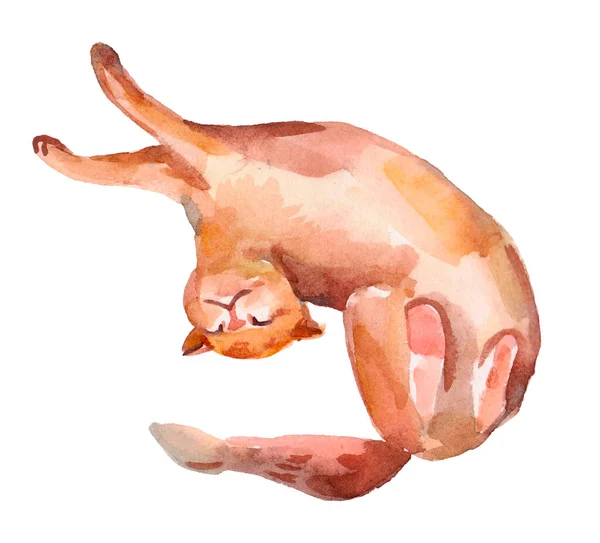 Ручная Акварельная Иллюстрация Спящая Красная Полосатая Кошка Белом Фоне — стоковое фото