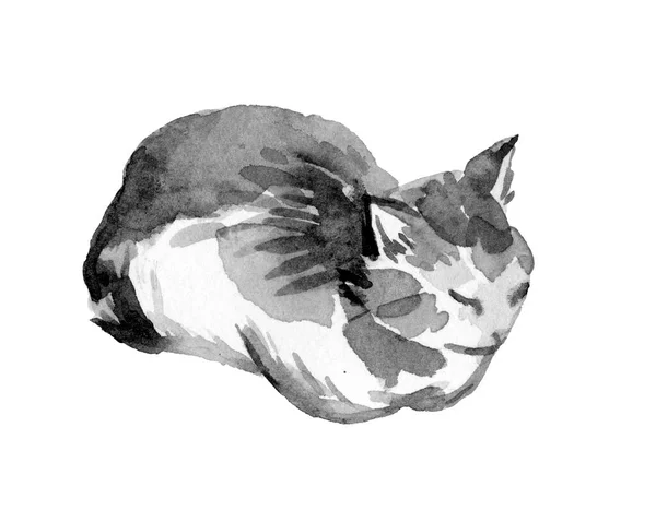 Akvarell Portréja Alvó Macskát Kézzel Rajzolt Festés — Stock Fotó