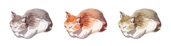 Három Macska Alszik Akvarell Festés Illusztrálja — Stock Fotó