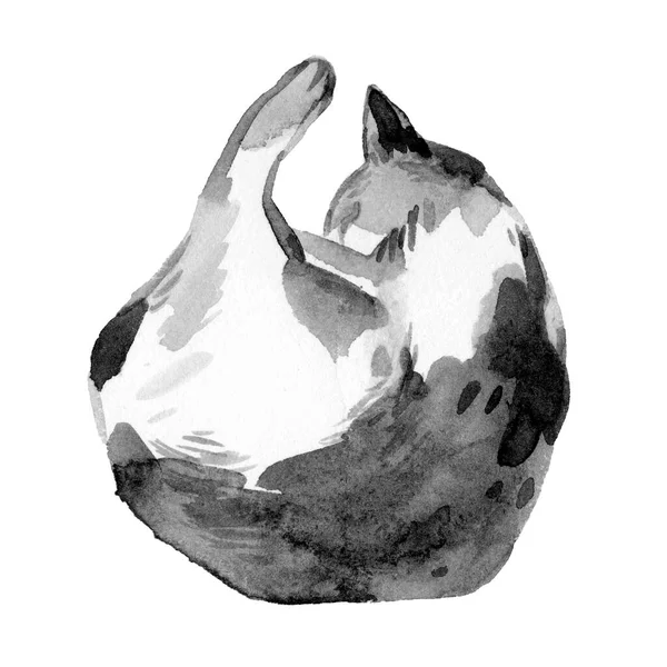 Gatto Addormentato Acquerello Inchiostro Illustrazione Disegno Inchiostro Bianco Nero Isolato — Foto Stock