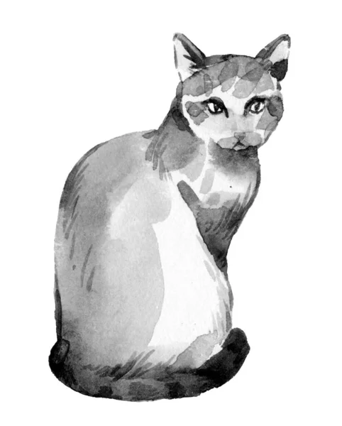 Vintage Akvarell Illustration Söt Katt — Stockfoto
