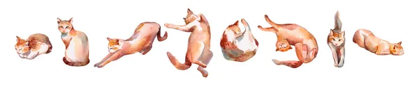 一组红猫摆姿势 手绘水彩画在白色上是孤立的 可爱的小猫是动物设计 宠物店 兽医诊所 面料纺织品 婴儿用品印花 内部海报的理想选择 — 图库照片