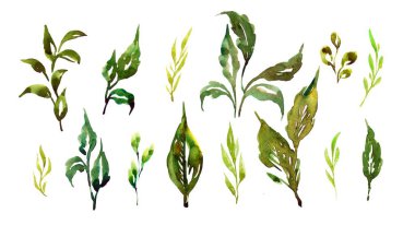 Yeşil suluboya yaprakları kümesi