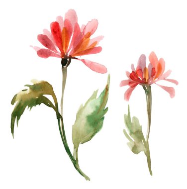 Resim, beyaz arkaplanda bir çocuğun çizimine benzeyen iki kırmızı, zarif çiçeğin suluboya resimlerini gösteriyor. Çiçekler basit ama büyüleyici, canlı kırmızı yaprakları ve yeşil sapları var.