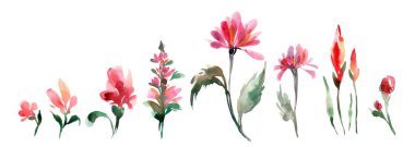 Beyaz arkaplanda geniş bir kırmızı çiçek kümesinin suluboya çizimi