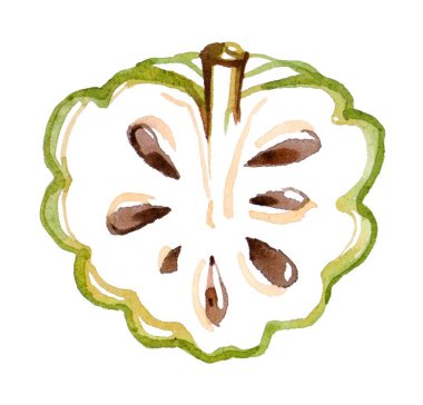 Handcrafted colorful illustration of a half-cut custard apple with detailed seeds and textured skin. Perfect for food packaging, botanical projects, or health and wellness content. clipart