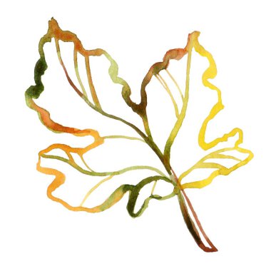 Handcrafted watercolor illustration of a fig leaf with soft green, yellow, and brown hues. Detailed and artistic, perfect for botanical designs, natural decor, or eco-friendly packaging. clipart