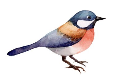 Bu sanat eserinde suluboya renkte titizlikle hazırlanmış canlı renkler ve cazibesini vurgulayan karmaşık özellikler sergileniyor..