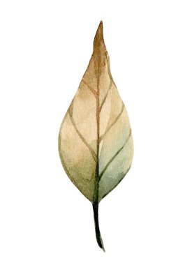 A watercolor artwork depicts a single leaf with intricate details and subtle color gradients. The gentle blend of greens and browns highlights its organic structure and elegance. clipart