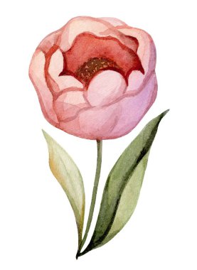 Yumuşak yaprakları ve karmaşık detayları olan narin pembe bir şakayık zarif duruyor. Yeşil yapraklar birbirine zıt bir dokunuş sağlar, çiçeğin güzelliğini ve zarafetini arttırır..