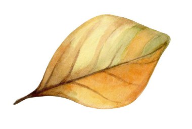 Canlı turuncu ve yeşil renkli tek bir yaprak temiz beyaz bir yüzey üzerindedir. Hassas dokusu ve detaylı damarlarıyla, doğanın güzelliğini temsil eder..