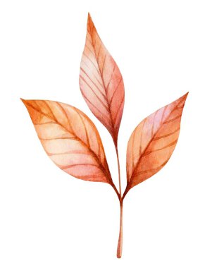 Narin suluboya sanat eserleri, turuncu ve pembe tonlarında üç canlı sonbahar yaprağı sergiliyor. Karmaşık detaylar doğanın mevsimsel geçişini vurgular.