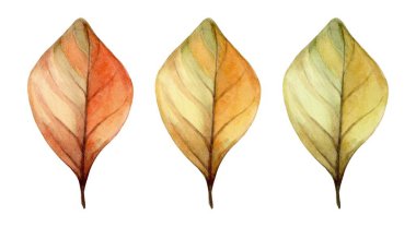 Vibrant watercolor artwork showcases three leaves in varying hues of red, yellow, and green, capturing the essence of autumn's color change. Artistic representation emphasizes nature's beauty. clipart