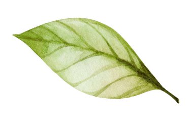 Bu sanat eseri, hassas yapısını ve dokusunu vurgulayan, yumuşak suluboya vuruşları ve karışım yoluyla doğanın güzelliğini kutlayan ayrıntılı bir yeşil yaprak içeriyor..