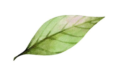 Tek bir yeşil yaprak ince gölgeleme ve detaylı damarlarla gösterilir, doğanın özünü çeşitli kullanımlar için uygun basit ve zarif bir şekilde yakalar..