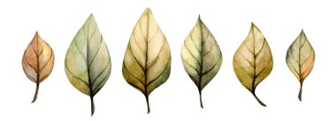 Koyu yeşilden yumuşak sarıya kadar çeşitli tonlarda suluboya yaprakları koleksiyonu..