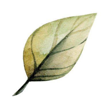 Güzel boyanmış yeşil bir yaprak karmaşık detaylar ve ince dokular gösterir. Suluboya kullanımı botanik severler için yumuşak, doğal bir estetik yaratıyor..