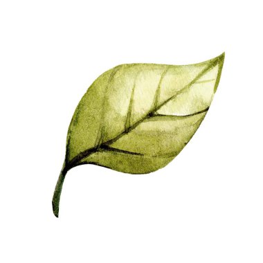 Tek bir yeşil yaprak hassas damarlar ve yumuşak suluboya efektleriyle gösterilir. Tasarım doğanın güzelliğini minimalist bir şekilde vurgular, dekorasyon veya botanik temalar için idealdir..