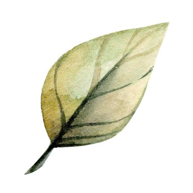 Tek bir yaprağın ayrıntılı bir suluboya temsili, ince damarları ve nazik kıvrımları vurgulayarak, yeşil ve bej yumuşak tonlarını ortaya çıkarır. Doğanın güzelliği bu sanat eserinde özetlenmiştir..